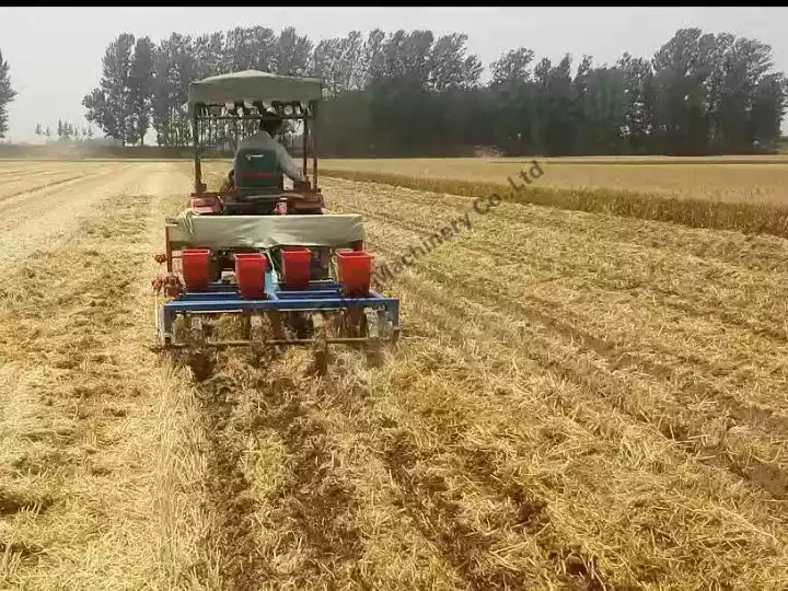 Corn field peanut sowing