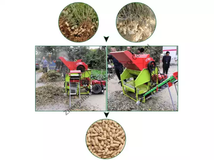 Machine à cueillir des cacahuètes