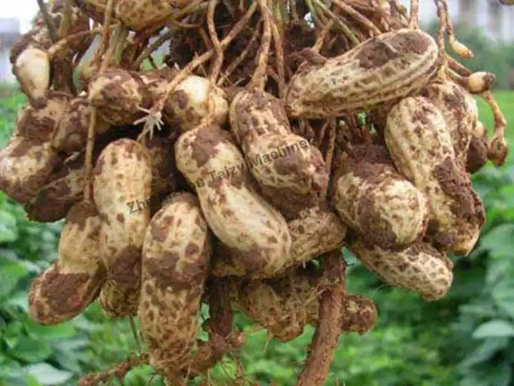 Groundnut harvesting
